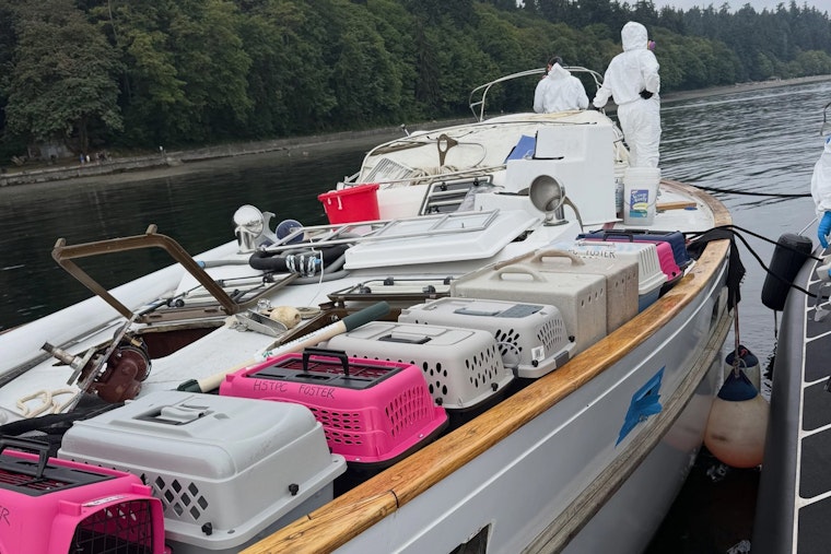 Tacoma Police Pull 30-Plus Frightened, Malnourished Cats Off Abandoned Boat