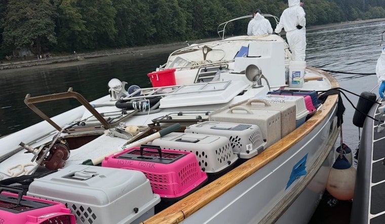 Tacoma Police Pull 30-Plus Frightened, Malnourished Cats Off Abandoned Boat