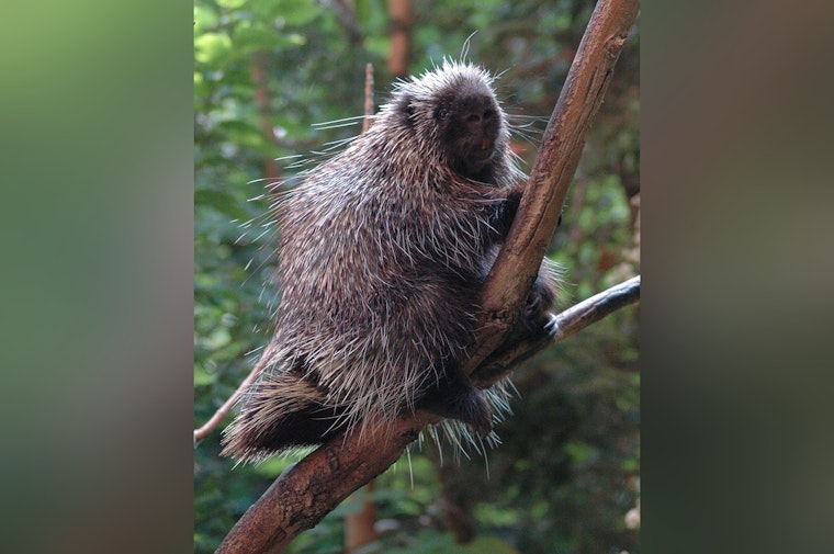 Tacoma Zoo Welcomes First Porcupette Ever Born There in 121 Years