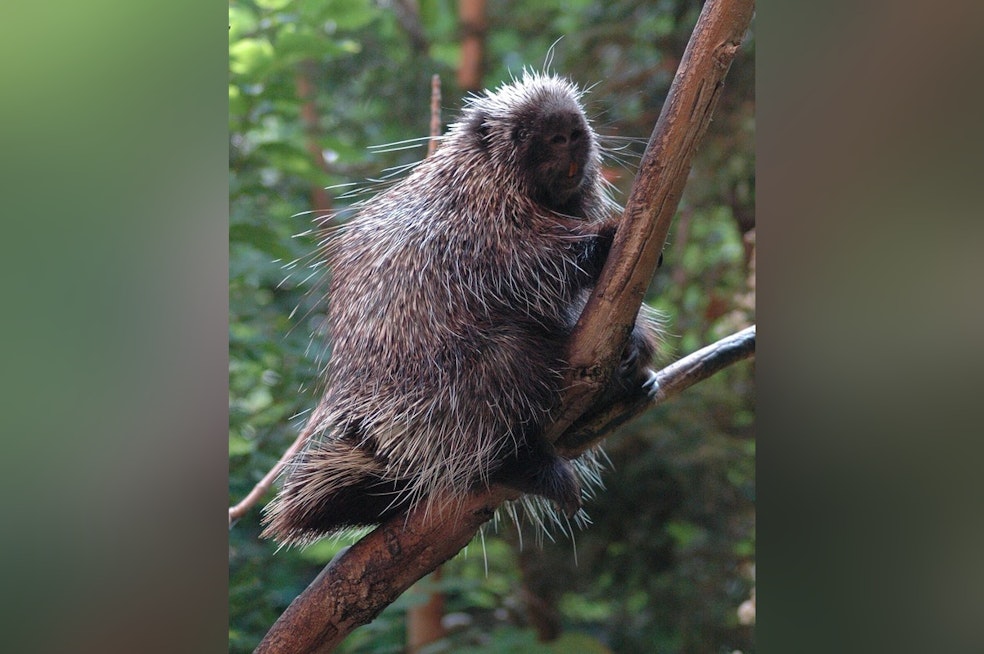 Tacoma Zoo Welcomes First Porcupette Ever Born There in 121 Years