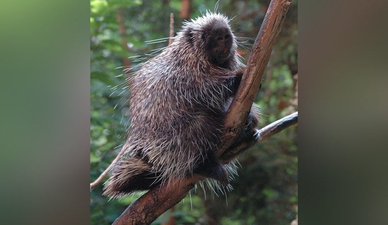 Tacoma Zoo Welcomes First Porcupette Ever Born There in 121 Years