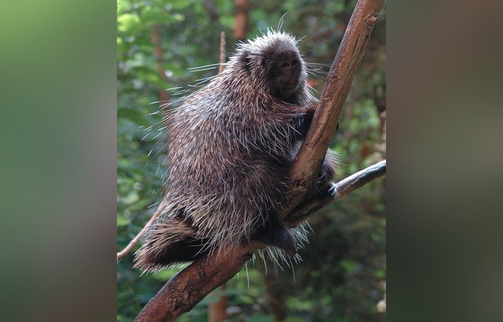 Tacoma Zoo Welcomes First Porcupette Ever Born There in 121 Years