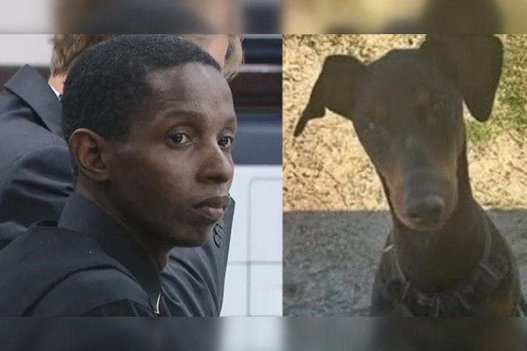 Tampa Man Convicted After Doberman Tiny Starved to Death, Ate Dirt to Survive