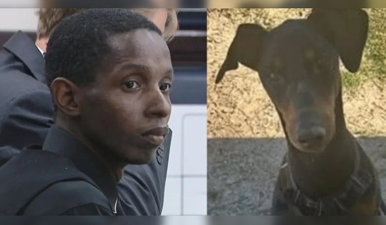 Tampa Man Convicted After Doberman Tiny Starved to Death, Ate Dirt to Survive