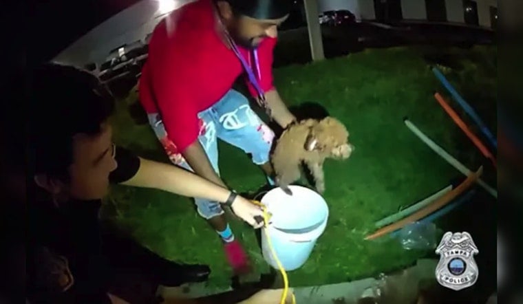 Tampa Police Bait Trapped Dog Out of Storm Drain With Cheese and a Bucket