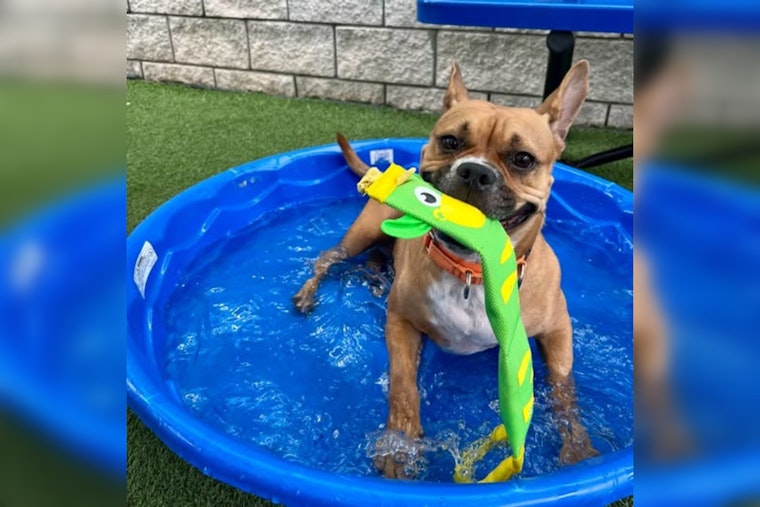 Tampa Shelter Packs 450 Pets Into Splash Pad Party to Beat Overcrowding