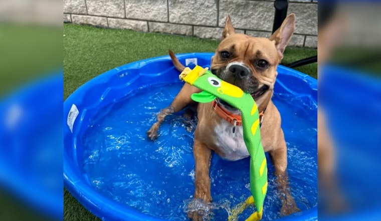 Tampa Shelter Packs 450 Pets Into Splash Pad Party to Beat Overcrowding