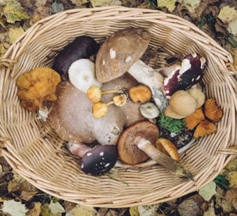 Telluride Mushroom Festival Sees Ticket Sales Sink 40%, Turns to Donors