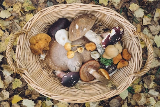 Telluride Mushroom Festival Sees Ticket Sales Sink 40%, Turns to Donors