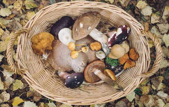 Telluride Mushroom Festival Sees Ticket Sales Sink 40%, Turns to Donors