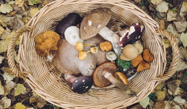 Telluride Mushroom Festival Sees Ticket Sales Sink 40%, Turns to Donors