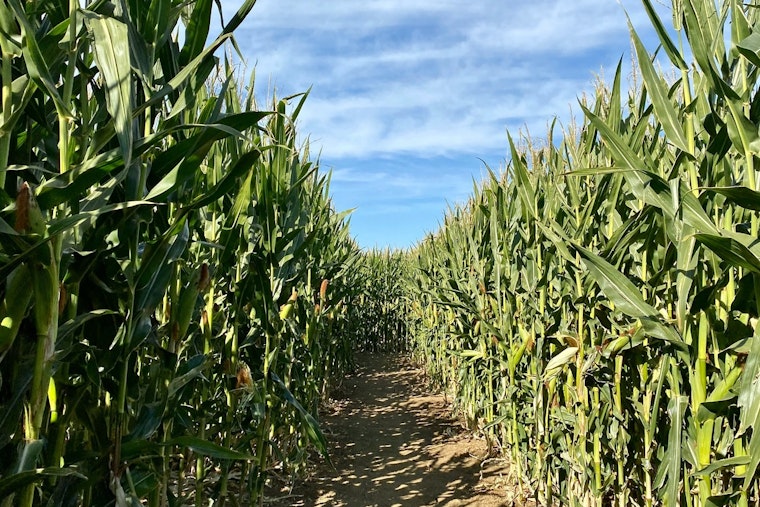 Tennessee's Largest Corn Maze Opens Friday in Chapel Hill With 18 Acres