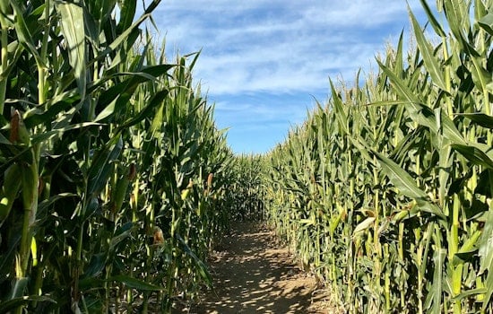 Tennessee's Largest Corn Maze Opens Friday in Chapel Hill With 18 Acres