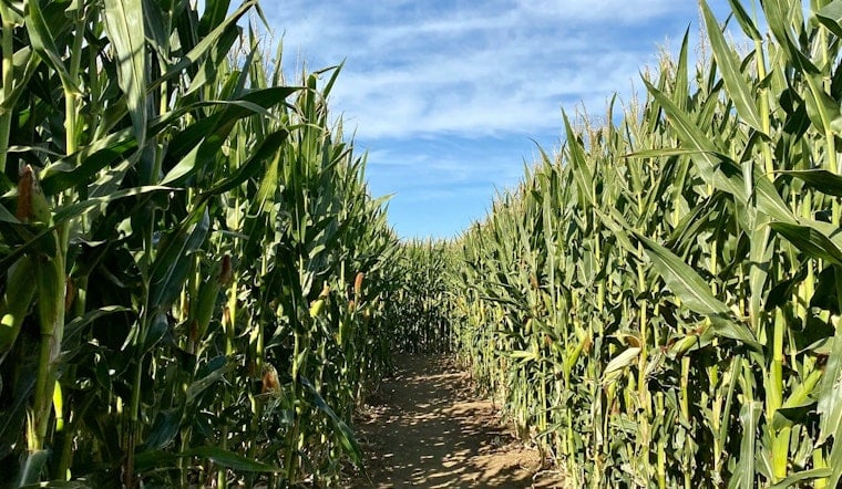Tennessee's Largest Corn Maze Opens Friday in Chapel Hill With 18 Acres