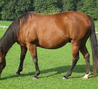 Tevis Cup Horse Airlifted From Tahoe Wilderness After Bucking Rider