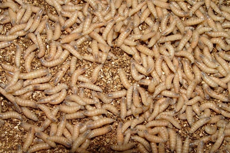 Texas New World Screwworm Cases Reach 15 Counties