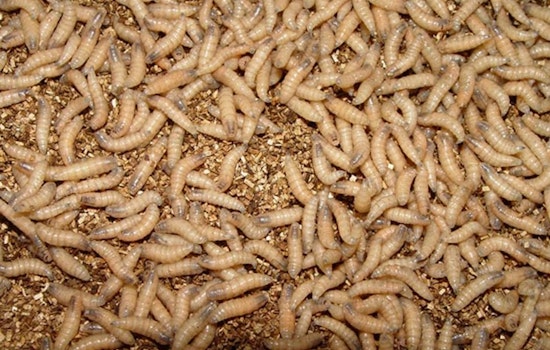 Texas New World Screwworm Cases Reach 15 Counties