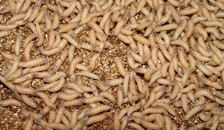 Texas New World Screwworm Cases Reach 15 Counties