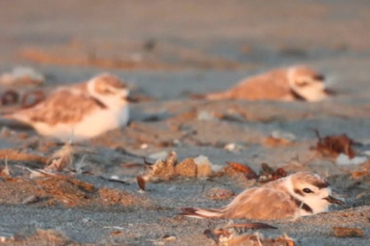 Threatened Snowy Plovers Return to Ocean Beach, Sunset Dunes Marks It With Rangers