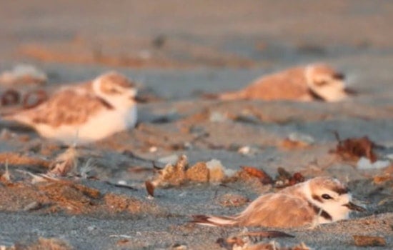 Threatened Snowy Plovers Return to Ocean Beach, Sunset Dunes Marks It With Rangers