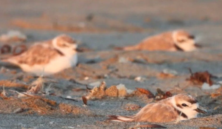 Threatened Snowy Plovers Return to Ocean Beach, Sunset Dunes Marks It With Rangers