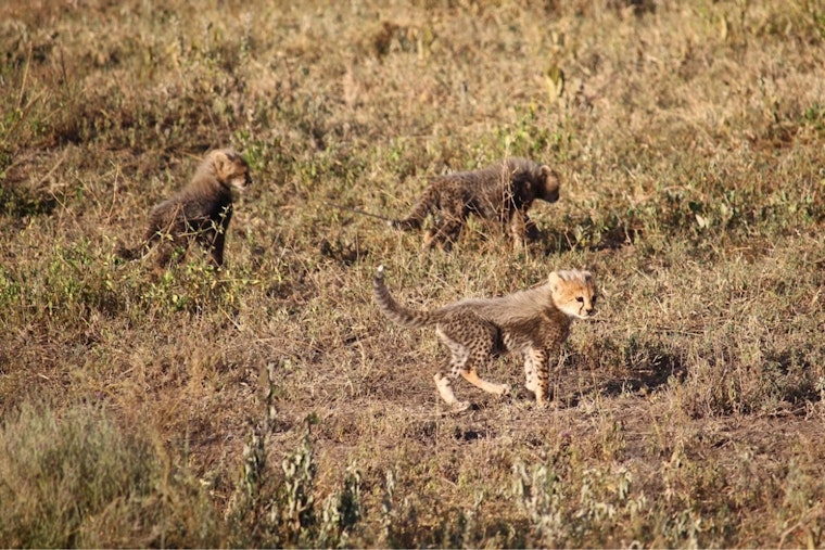Three Cheetah Cubs Born at The Wilds Mark Muskingum County's 12th Litter