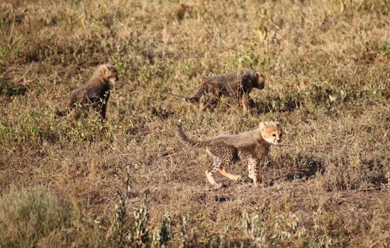 Three Cheetah Cubs Born at The Wilds Mark Muskingum County's 12th Litter