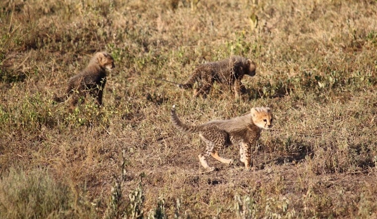 Three Cheetah Cubs Born at The Wilds Mark Muskingum County's 12th Litter