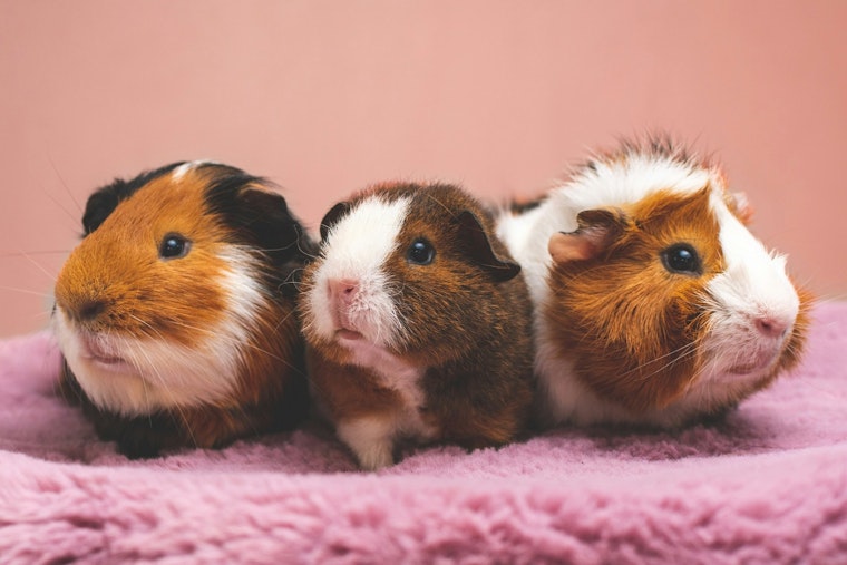 Three Guinea Pigs Die After Being Dumped in Balls Along Highway N Near O'Fallon