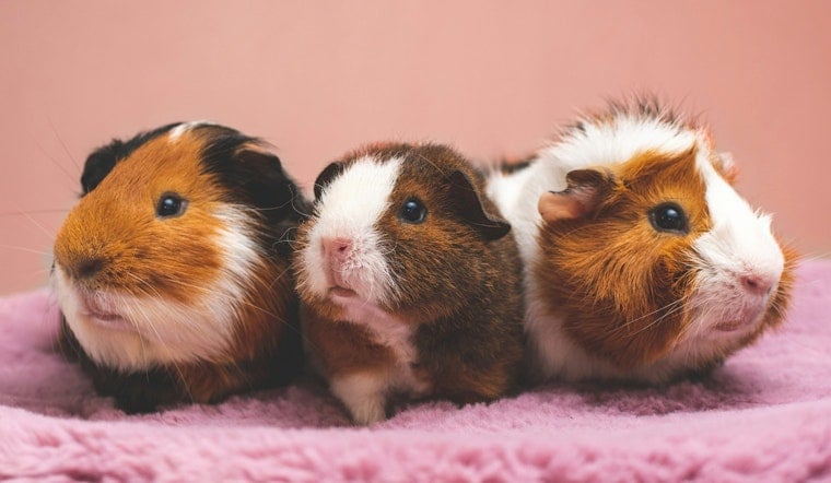 Three Guinea Pigs Die After Being Dumped in Balls Along Highway N Near O'Fallon