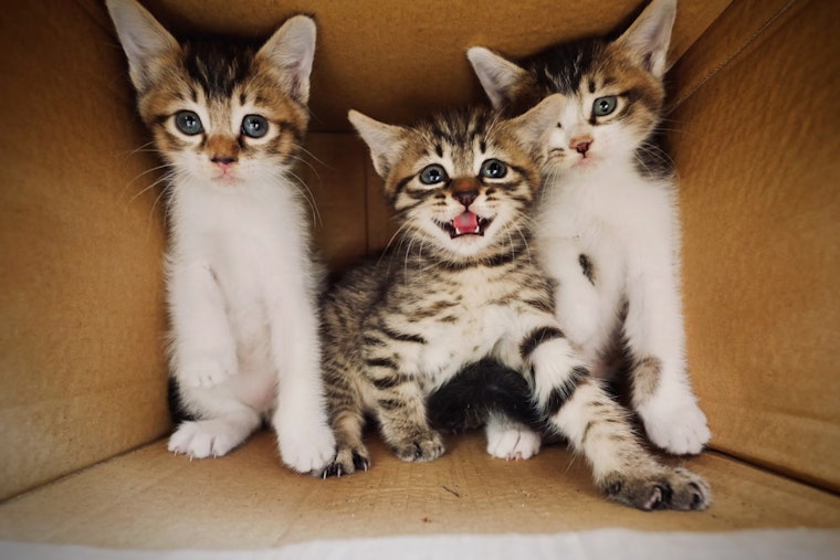 Three Kittens Dumped in Brooklyn Trash Can Now Fighting for Their Lives
