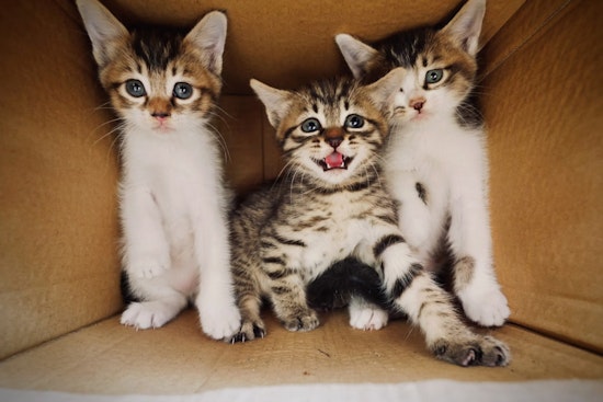 Three Kittens Dumped in Brooklyn Trash Can Now Fighting for Their Lives