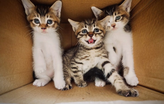 Three Kittens Dumped in Brooklyn Trash Can Now Fighting for Their Lives