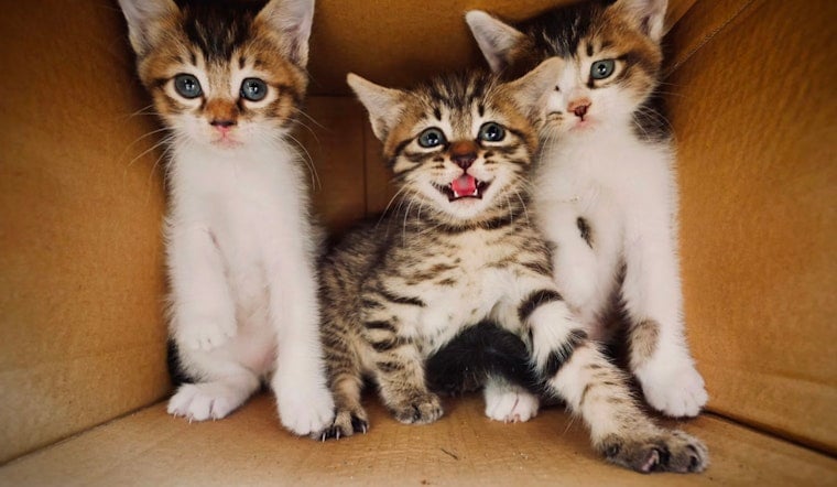 Three Kittens Dumped in Brooklyn Trash Can Now Fighting for Their Lives
