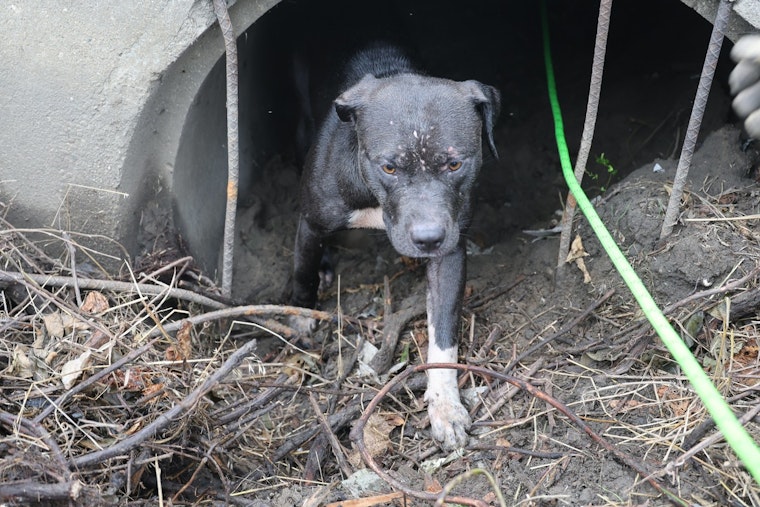 Trapped Pit Bull Pup's Yelps Lead IFD to Pull Off Sewer Drain Rescue