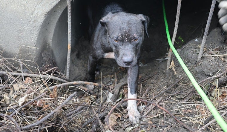 Trapped Pit Bull Pup's Yelps Lead IFD to Pull Off Sewer Drain Rescue