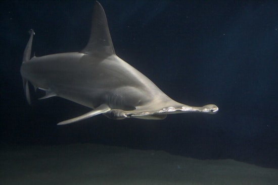 Treasure Coast ‘Jaws’ Scare as Anglers Hook Possible Great White, Dead Hammerhead Washes Up in Jupiter
