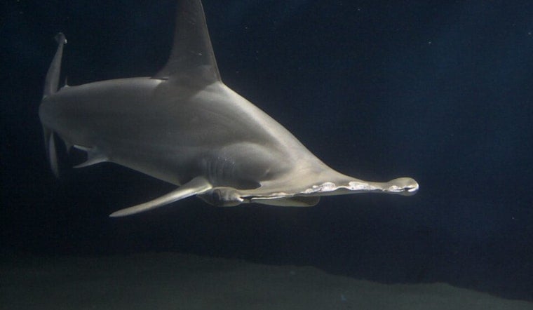 Treasure Coast ‘Jaws’ Scare as Anglers Hook Possible Great White, Dead Hammerhead Washes Up in Jupiter