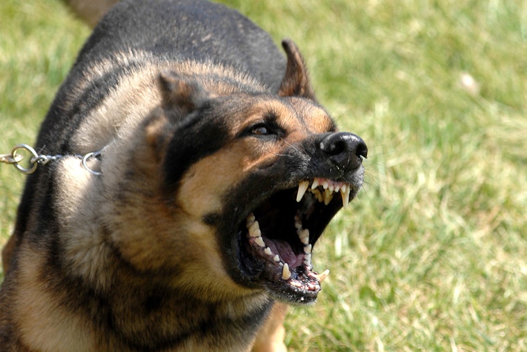 Two Dogs Bite Two 6-Year-Olds in Philadelphia Hours Apart Wednesday Night