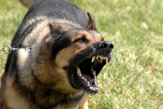 Two Dogs Bite Two 6-Year-Olds in Philadelphia Hours Apart Wednesday Night
