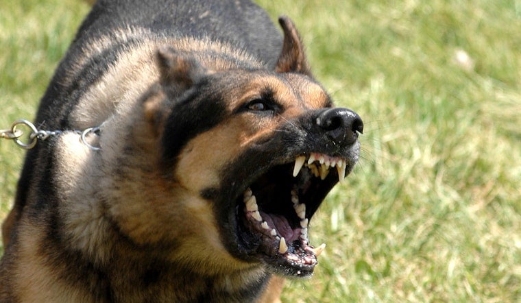 Two Dogs Bite Two 6-Year-Olds in Philadelphia Hours Apart Wednesday Night