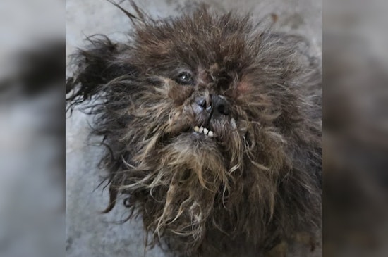 Two Dogs Found Rotting With Maggots in Bronx Basement, Now Fighting to Recover