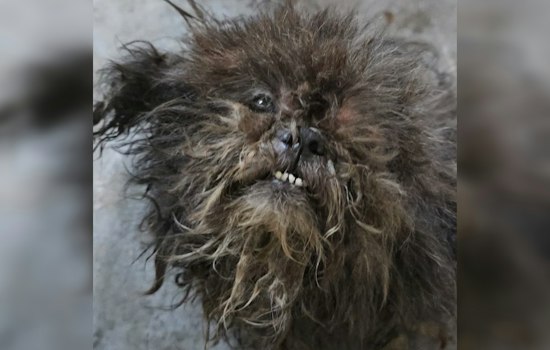 Two Dogs Found Rotting With Maggots in Bronx Basement, Now Fighting to Recover