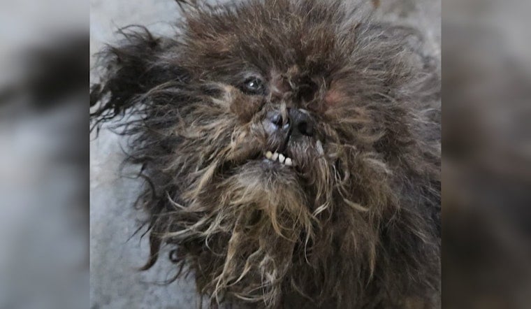 Two Dogs Found Rotting With Maggots in Bronx Basement, Now Fighting to Recover