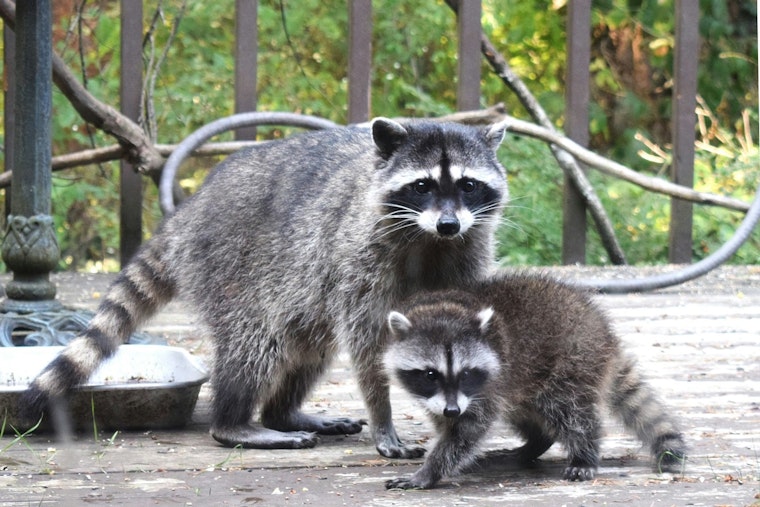 Two More Rabid Raccoons Found in Islip as Suffolk Outbreak Hits 39 Cases