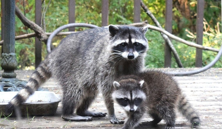 Two More Rabid Raccoons Found in Islip as Suffolk Outbreak Hits 39 Cases