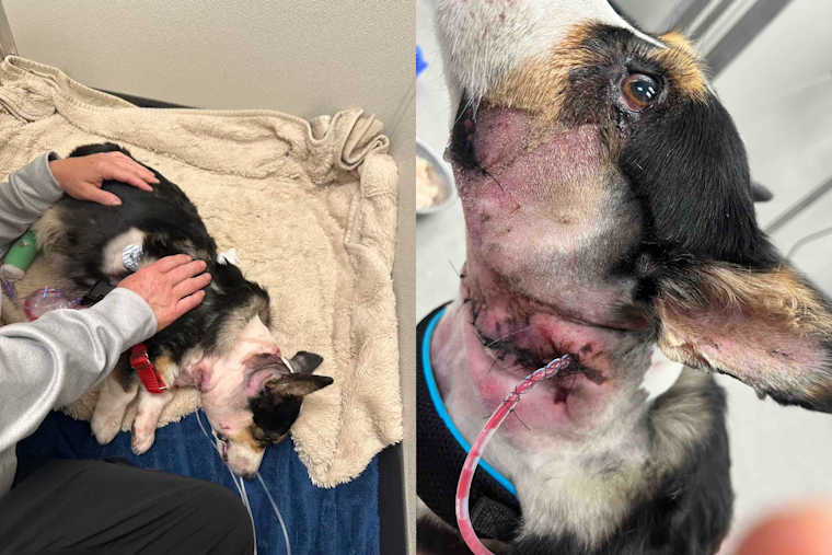 Two Staffordshires Maul Corgis Just Steps From Puyallup Family's Front Door