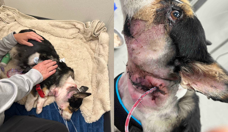 Two Staffordshires Maul Corgis Just Steps From Puyallup Family's Front Door