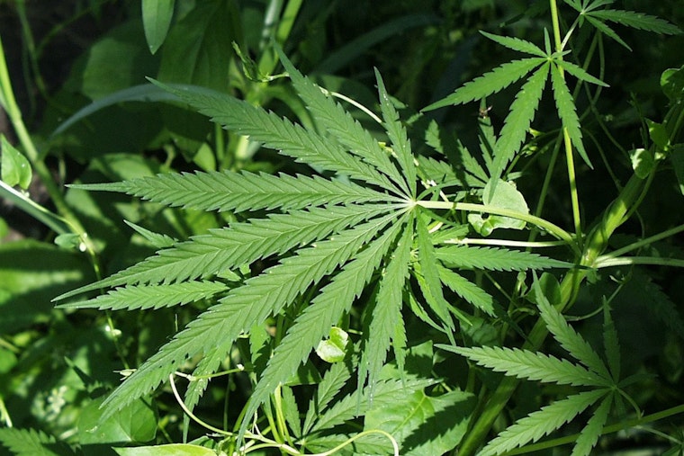 UGA Study Finds Medical Marijuana Cuts Georgia Workers' Sick Days by 7%