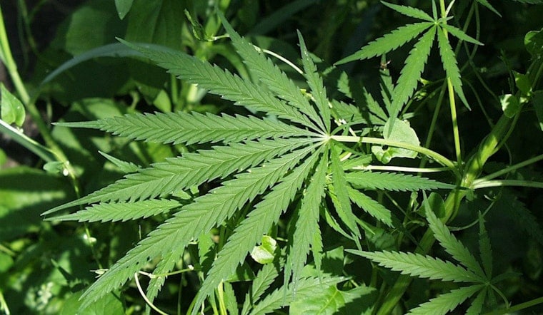 UGA Study Finds Medical Marijuana Cuts Georgia Workers' Sick Days by 7%